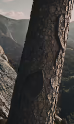 this is a picture of a tree with no leaves