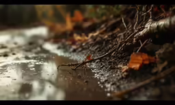 a leaf sitting on top of a puddle of water