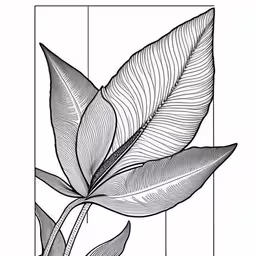 this is an illustration for a plant,a drawing of leaves in black and white