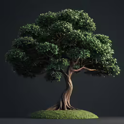 a very large tree on some grass