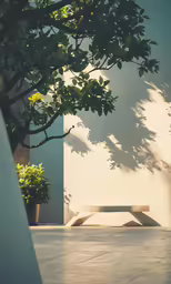 the benches are by the tree in the sunlight
