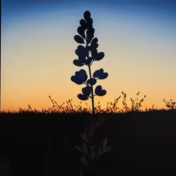 blue flower against sunset in the field
