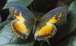 a yellow and gray butterfly on a leaf