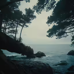 a tree with some branches hanging down by the ocean