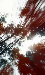 an image of trees moving in different directions