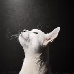 the small cat is looking up at the sky