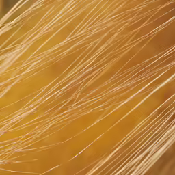 a close up shot of yellow and white feathers