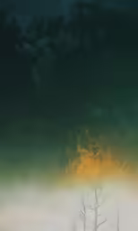 a lone sheep standing in a fog covered field
