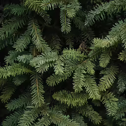 green pine branches as a background