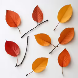 a branch with several leaves of different colors
