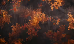 an image of tree leaves that are blurry