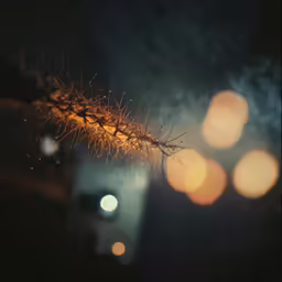 a blurry picture of a blurry tree branch
