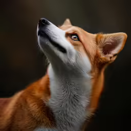 a close up of a dog looking up at something