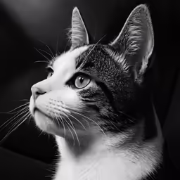 a black and white cat looking upward