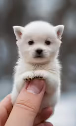 the small white puppy has been placed on his hand