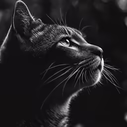 a black and white photograph of a cat