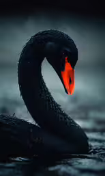 a black swan is resting on water with an orange beak