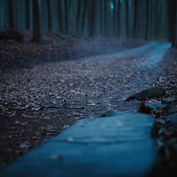 a wet road in a dark forest is pictured