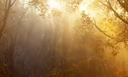 the sun rays are shining in a misty woods