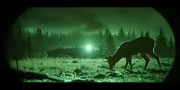 a deer stands in the grass near some pine trees