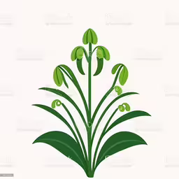 a plant with many flowers on it royalty illustration,a plant with leaves and flowers, on a white background royalty illustration