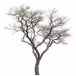 a large tree with leaves and a branch missing