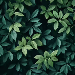 top view of a plant with green leaves on it