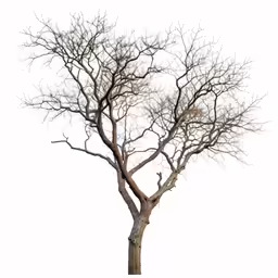 a single tree on a white background
