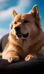 a large dog laying down on a bed