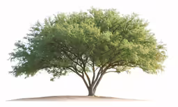 there is a small tree on top of the hill