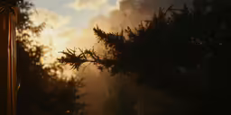 an image of trees and sunset seen through the fog