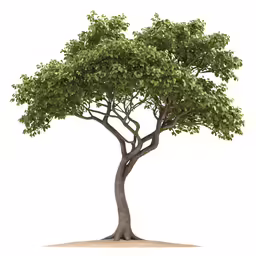the green tree is standing alone with white background