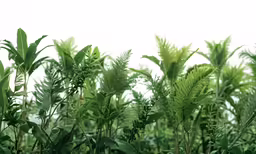 closeup of the leaves of this plant against a white background