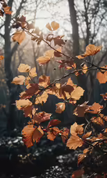autumn leaves on the side of the road near a wooded area