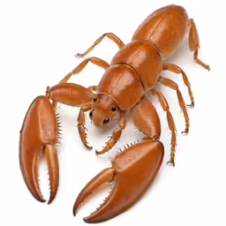 a crab insect crawling on a white surface