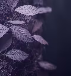 a wet and green leaf filled ground with water drops
