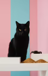 the cat is sitting on the table in front of a dish of food