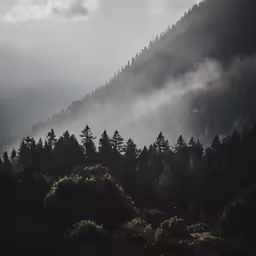 the sun shining through the clouds on top of a forest