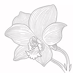 a flower in line, with white and black lines