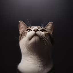 a tabby cat is looking up to his left