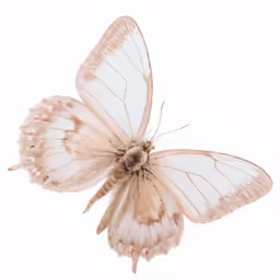 a white moth on the wing, taken from above