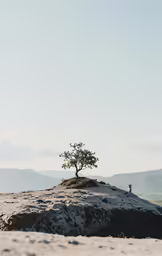 the lone tree on a rocky outcropping looks like someone is going to plant a tree