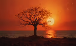 a sunset with a tree near the water