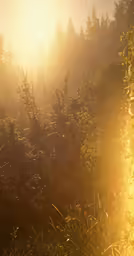 sunlight shining through the mist of the woods