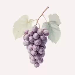 a small cluster of white grapes hanging from a leaf