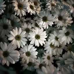 a bunch of white daisies with green centers