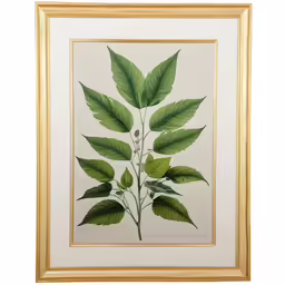 a painting of a green leaf and a few other plants