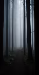 the trail in the foggy forest leads into the woods