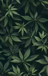 an image of leaves on the surface