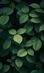 the green leaves are on the branches of trees